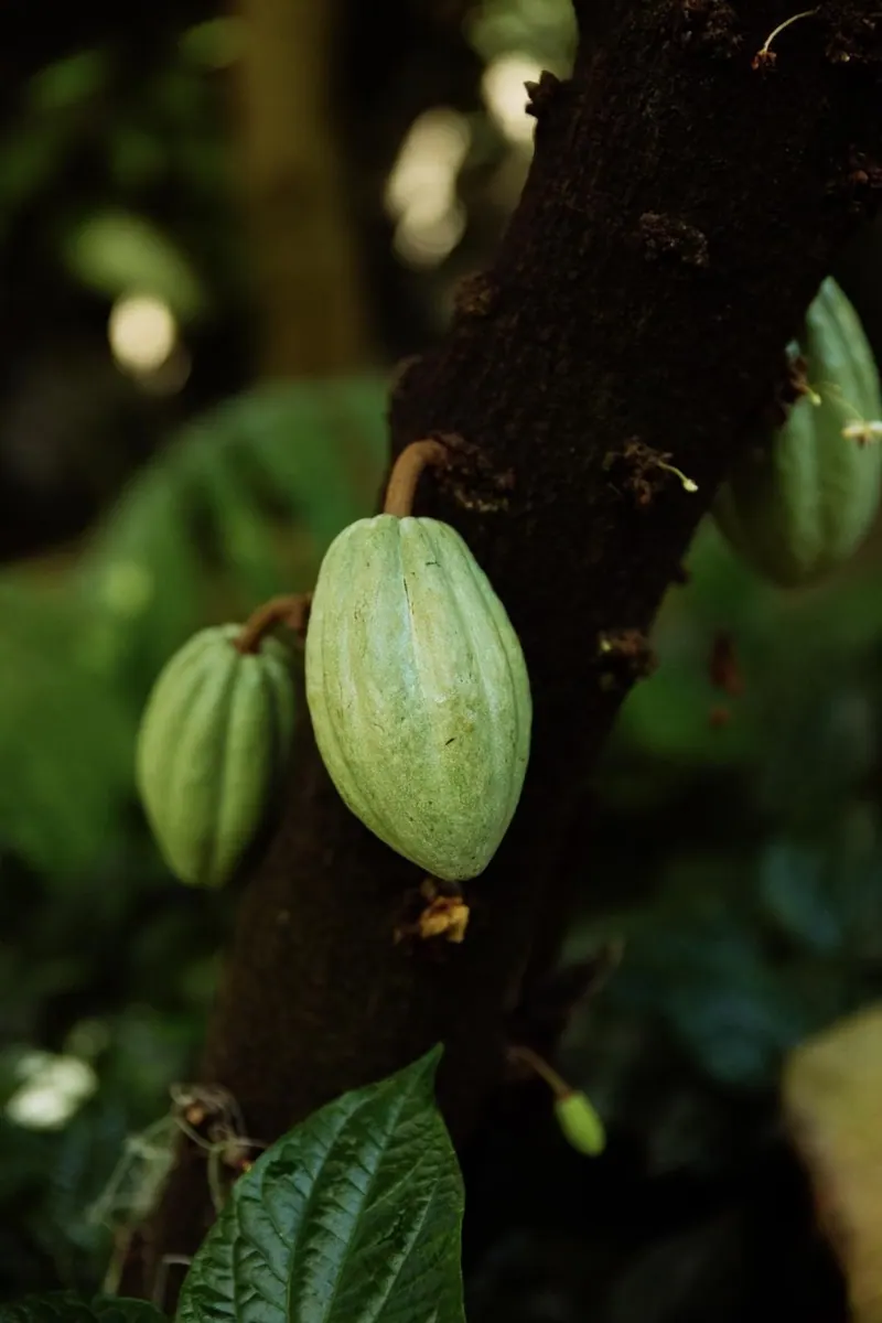 Natural Nutrition & Superfoods in Uganda