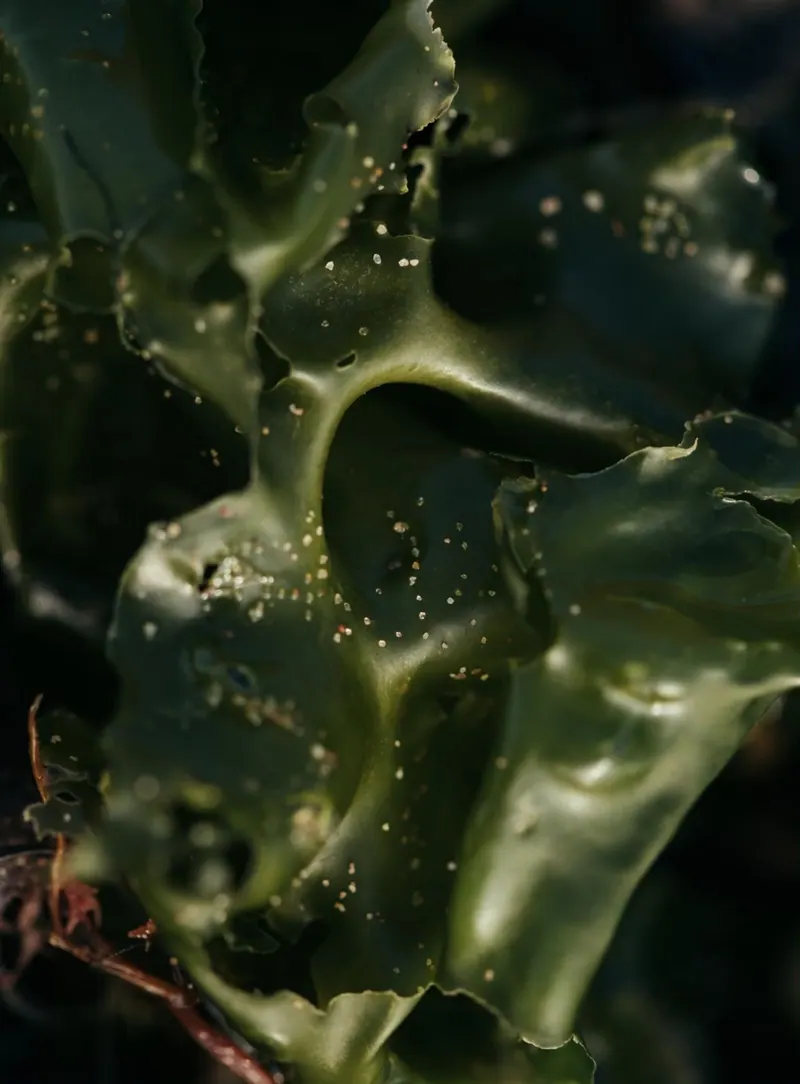 Irish Sea Moss - Mineral-rich sea vegetable | VitalNura Wellness Uganda